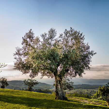 SLO-_MRF8734-Pano