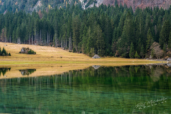 molzbichlerR_MRF5343