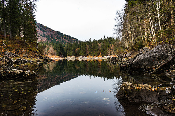 molzbichlerR_MRF5377