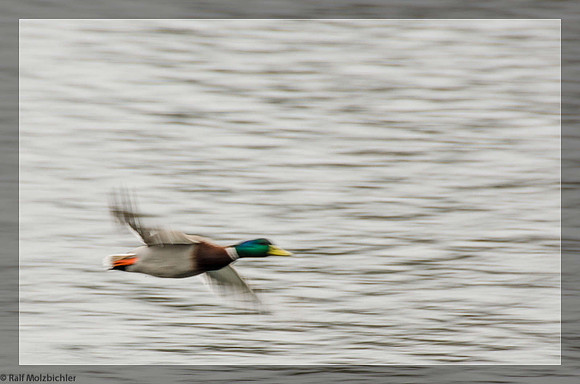 Entenflug